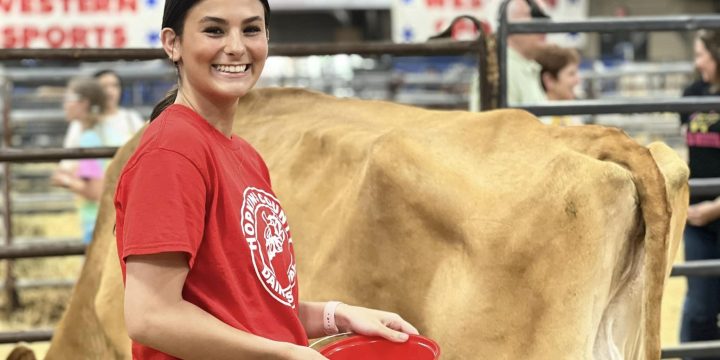 Dairy Festival Milking Competiton