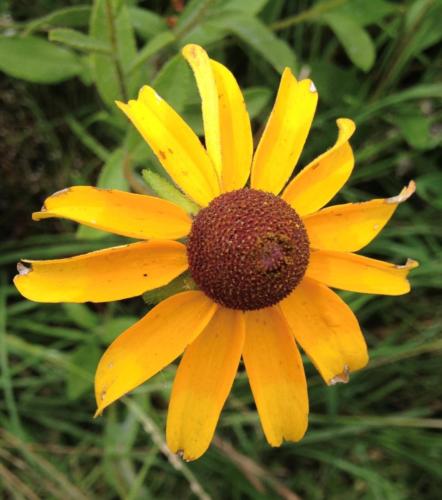 Nature J.G. 1